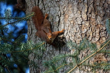 Wall Mural - A curious squirrel looks at the camera from the tree trunk