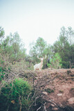 Fototapeta Sawanna - Ciervo, corzo, gamo y cría de cérvido disfrutando de su libertad paseando por el bosque salvaje. ciervo nipon de japon