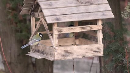Big titmouse and chickadee flew to the feeder behind seeds. Late autumn. November 2021.