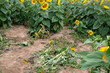 Remains of a destroyed sunflower field from people. Trampled flowers and harvest. Destruction of the environment. Abuse of nature. 