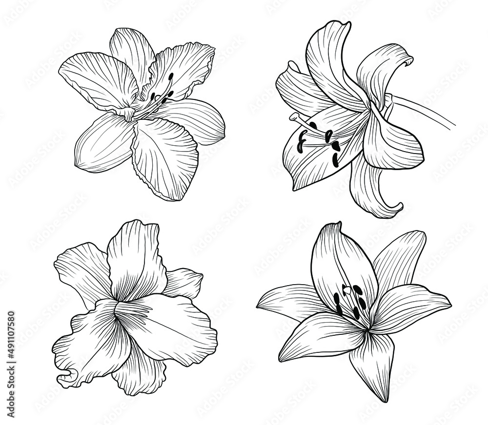wild lily flower Wild Leichtlin's Lily Bulbs, Lilium
