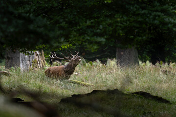 Wall Mural - red deer during rutting time. roaring deer in nature. european wildlife. denmark royal park.