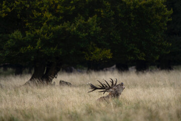 Wall Mural - red deer during rutting time. roaring deer in nature. european wildlife. denmark royal park.