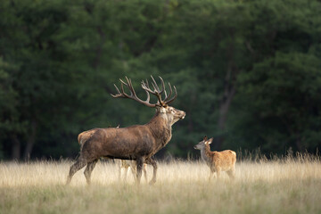 Poster - Red deer during rutting time. Roaring deer in nature. European wildlife. Denmark royal park. 