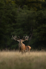 Wall Mural - red deer during rutting time. roaring deer in nature. european wildlife. denmark royal park.