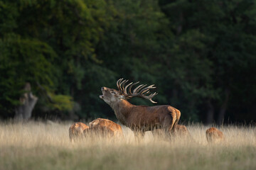 Wall Mural - red deer during rutting time. roaring deer in nature. european wildlife. denmark royal park.