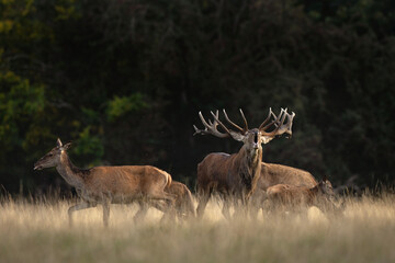Wall Mural - red deer during rutting time. roaring deer in nature. european wildlife. denmark royal park.