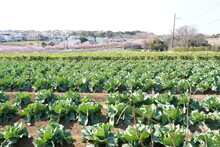Agriculture In Miura City
