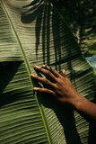 Fototapeta Natura - Closeup portrait of a black nature activist touching a plant 