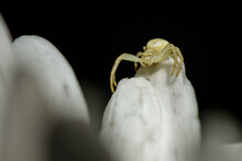 White Crab Spider On White Flower With Black Background