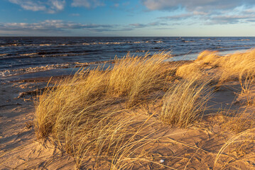 Wall Mural - Baltic Sea and dry grass in sunny spring evening, Latvia.