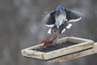 Female Cardinal ejecting Blue Jay from feeder in a gutsy feisty move
