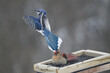 Female Cardinal ejecting Blue Jay from feeder in a gutsy feisty move

