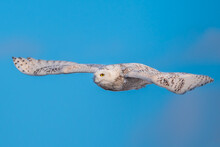 A Snowy Owl Gliding In Air