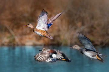 Wall Mural - three gadwalls, a female and two males, taking off from the river with different flying gestures.