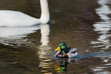 Wall Mural - a mallard duck swimming in the water with mute swans