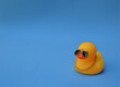 Cool rubber duck, blue background