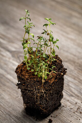 Wall Mural - English thyme seedlings with in potting soil with roots exposed to be planted in an herb garden