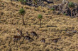 Walia ibexes (Capra walie) in Simien mountains, Ethiopia