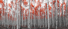 Thick Forest Of Red Trees In Black And White Mountain Landscape Scene