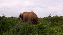 Back View Of Elephant Standing In Green Dense Vegetation And Waving With Ears And Tail. Safari Park, South Africa