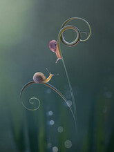 Litle Snail On The Spiral Leaf