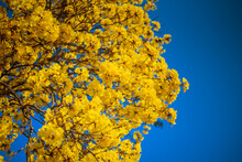 Blooming Yellow Trumpet Tree Againts Blue Sky