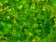 Green goo background texture