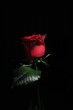 深紅のバラをスポット撮影致しました。