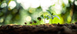 Growth Trees concept Coffee bean seedlings nature background