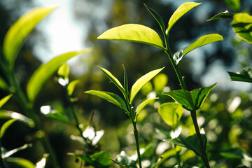 Poster - green tea leaves in nature evening light