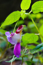 Beauty Impatiens Psittacina, Parrot Flower At Doi Luang Chiang Dao Mountain, Chiang Mai, Thailand