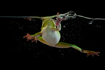Wall Mural - White-lipped tree frog (Litoria infrafrenata) swiming in the water, Litoria infrafrenata diving in the water