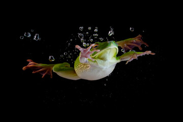 Wall Mural - white-lipped tree frog (litoria infrafrenata) swiming in the water, litoria infrafrenata diving in t