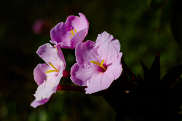 Wall Mural - semi-alpine plant society, pink wild flowers, pink pim jai, doi luang chiang dao, chiang mai, thaila