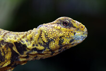 Spiny Tailed Lizard (uromastyx Geyri) Closeup Head, Spiny Tailed Lizard Closeup Face
