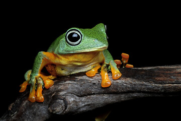 Wall Mural - javan tree frog closeup image, rhacophorus reinwartii on green leaves