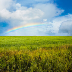 Wall Mural - beautiful summer fields