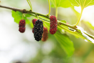 Wall Mural - Fresh black and red mulberry fruit on the tree.