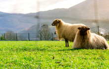 Domestic Sheep In Grazing Pasture With Fence Foreground. Sheep With White Fur In Green Grass Field. Livestock Agriculture Farm. Sustainable Agriculture Or Sustainable Farming Concept. Livestock Animal