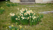 Narzissen, Osterglocken auf dem Friedhof Montparnasse im Frühling in Paris