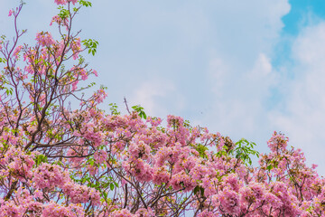 Wall Mural - Tabebuia rosea trees or Pink trumpet trees are in bloom along the road in Dien Bien Phu st, Ho Chi Minh city, Vietnam