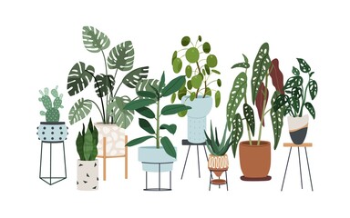 Wall Mural - Potted house plants composition. Home and office interior houseplants. Modern green leaf, succulent, cactus decoration in planters, flowerpots. Flat vector illustration isolated on white background