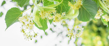 Spring Banner Background With Linden Tree Flowers Clusters Tilia Cordata, Europea, Small-leaved Lime, Littleleaf Linden Bloom. Pharmacy, Apothecary, Natural Medicine, Healing Herbal Tea, Aromatherapy