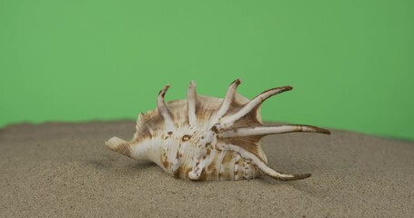 Wall Mural - Close-up of a seashell lying on the sand. Panorama. Isolated on a green background