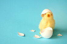 Funny Newborn Chick With Broken Egg Shell On Head. Conceptual Scene Just Born,