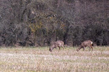 two deer grazing in a grassy meadow