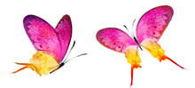 Color Watercolor Butterfly , Isolated On The White Background. Set
