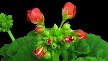 Time Lapse Of Opening Red Geranium Flower Isolated On Black Background
