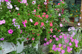 Fototapeta Storczyk - Summer still life with beautiful petunia flowers in flowerbed outside in the garden.  Vintage botanical background with plants, home hobby still life with gardening objects and nature.